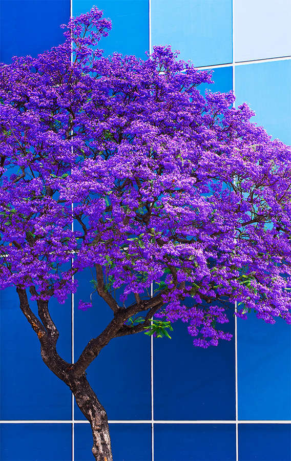 Blue Jacaranda