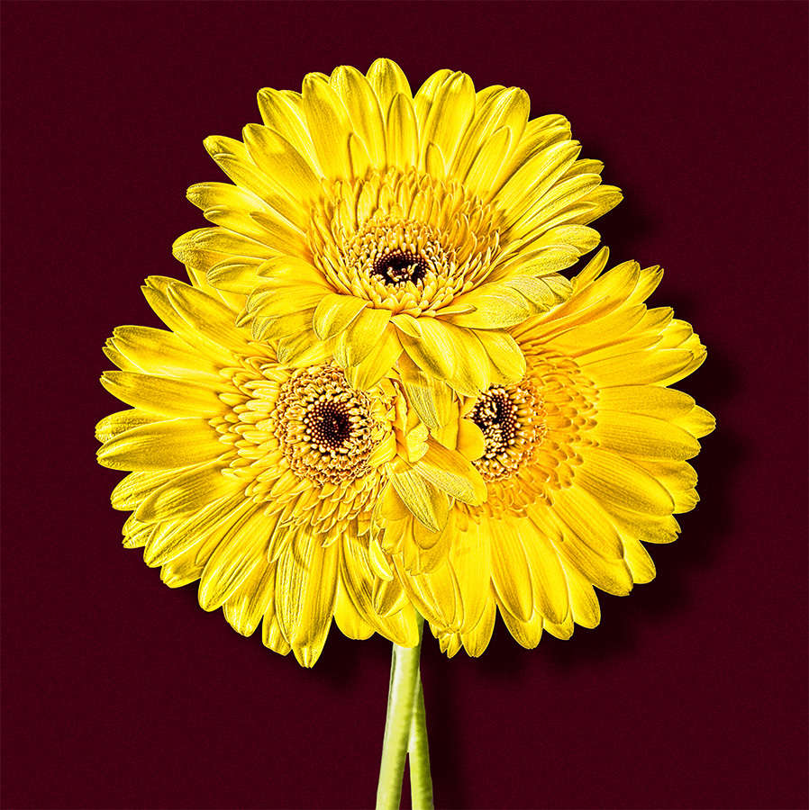 Gerber - Yellow with Red