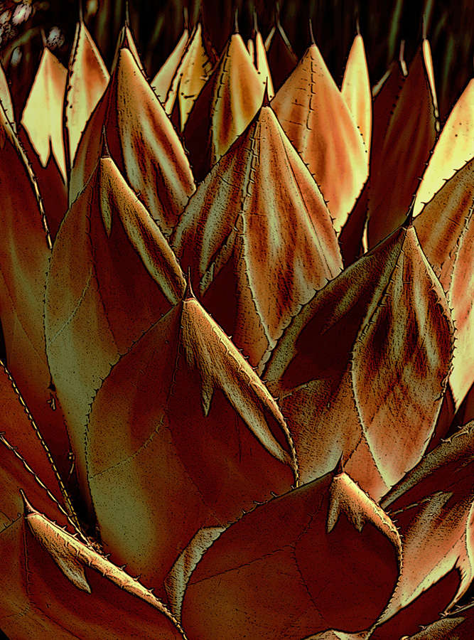 Cactus - Yellow